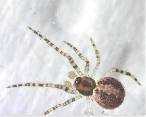 Theridion sp.